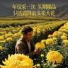 贡苑菊花茶30大朵黄山金丝皇菊特级一杯一朵独立包装熬夜去火胎菊20g 实拍图