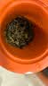 吴裕泰茉莉花茶叶 茉莉香芽浓香型特种160g七窨高芽回甘罐装教师节送礼 实拍图