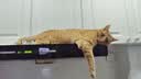 麦富迪猫粮 超肉粒冻干双拼成猫粮美毛护肠胃 三文鱼2kg 实拍图