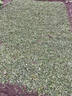 北蔬西兰苔种子苗清甜脆嫩家庭四季阳台蔬菜籽 西兰苔种子100粒x3包 实拍图