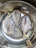 富海锦渤海银鲳鱼净重450g3条平鱼深海鱼烧烤食材烤鱼海鲜鱼类纯鱼肉 实拍图