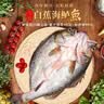 仙泉湖三去白蕉海鲈鱼500g/条+三去桂花鱼400g/条中秋生鲜食材 实拍图