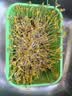 杰凯诺豆芽发芽器发豆芽神器发芽盆专用育苗盘水培种菜盆 绿色带盖 实拍图