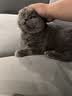 耐威克猫零食猫条 混合口味美毛补水 成猫幼猫湿粮猫咪猫零食66支 实拍图