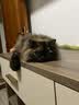 素力高（SolidGold）猫粮金素鸡 成猫幼猫进口高蛋白12磅/5.44kg 实拍图