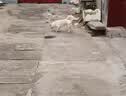Dono母狗狗尿不湿一次性生理期卫生巾小型犬姨妈月经纸尿裤宠物安全裤 女款M【建议10-16斤】叠加各种满减 实拍图