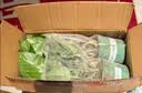 京东绿植绿萝盆栽除甲醛花卉绿植办公室新房净化空气180加仑4盆装源头直发 实拍图