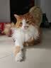 Orijen渴望猫粮 成猫幼猫粮 全价通用无谷原味鸡肉进口5.4kg效期27/1 实拍图