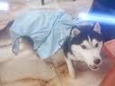 MIKI PAD狗狗雨衣全包四脚防水衣服春秋宠物中大型犬金毛萨摩耶防脏神器 蓝色暴力熊雨衣 5XL（建议背长59cm以内，建议体重40-50斤） 实拍图