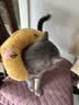 HELLOJOY猫咪专用小枕头宠物狗狗夏天u型枕头睡觉垫子猫毛毯保暖宠物用品 实拍图