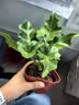 八芽文竹盆栽懒人水培植物客厅室内桌面好养四季好养发财树绿植吸甲醛 春羽-波浪瓶-密胺托盘 含盆 实拍图
