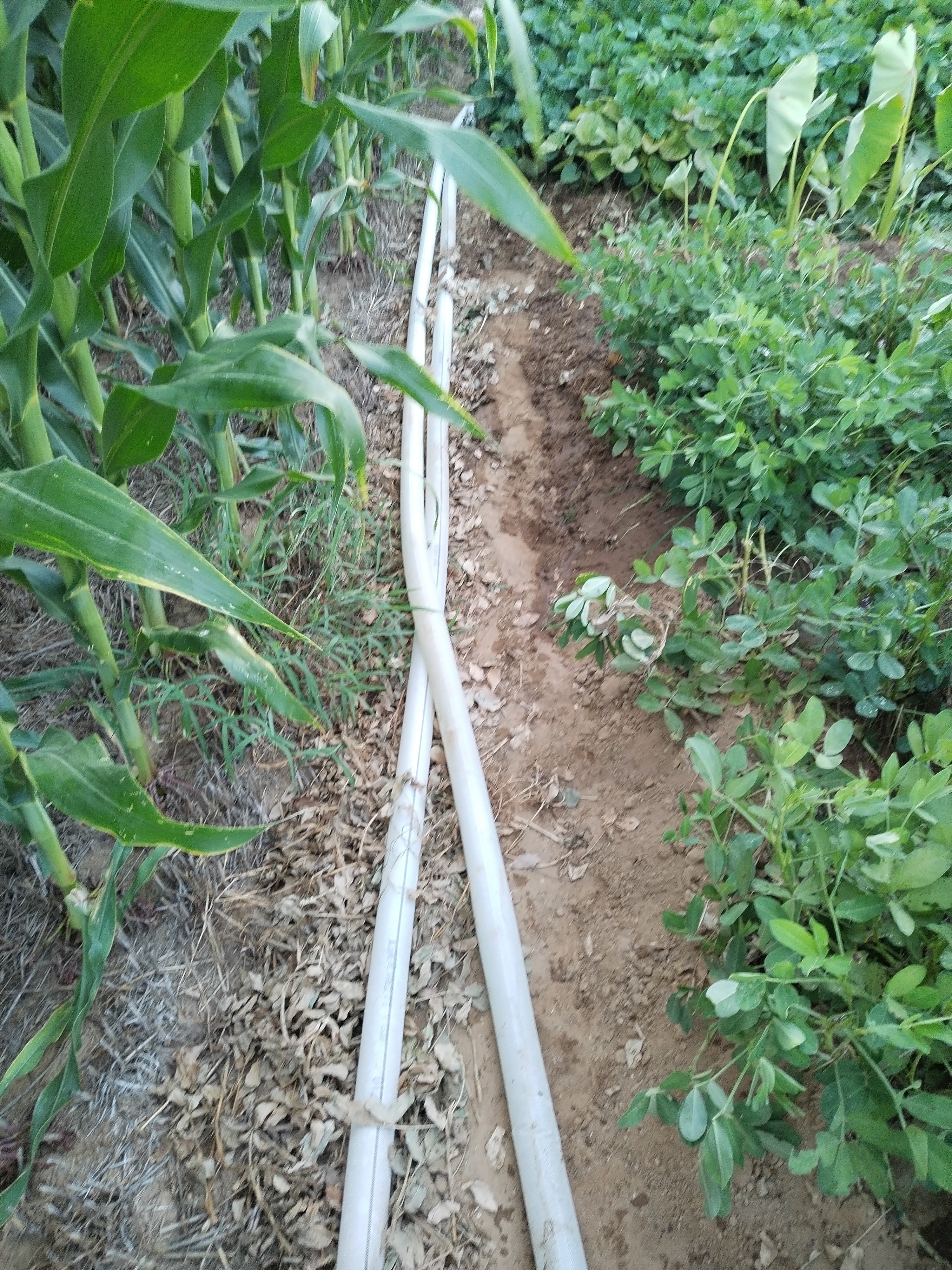 漫德莱农用消防灌溉水带浇地软管帆布编织高压耐磨水管2寸加强耐磨20米 实拍图