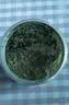 鲜窝窝香豆粉180g 甘肃宁夏馍馍专用苦豆子粉香料食用做花卷蒸馍调料 实拍图