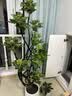 叹为观止大型植物发财树各种大颗盆栽开业乔迁客厅办公室内好养大型花卉 造型鸭脚木【1.5-1.7米】 含盆 实拍图