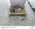 pidan猫砂 豆腐猫砂2.4kg*4包强力吸臭纯猫砂 可冲厕所非膨润土砂 实拍图