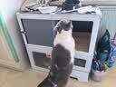 蔻丝猫笼子带厕所一体大猫透明猫别墅猫窝大号家用猫柜承重升级带猫草 实拍图