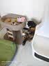 贵为（GiGwi）2件套猫玩具发声小鸟+贵为魔力长毛绒逗猫棒 实拍图