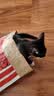 欢宠网猫玩具猫窝猫咪钻洞逗猫耐抓发声袋宠物猫猫小猫幼猫自嗨解闷神器 实拍图