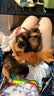 倍酷幼猫适用 营养速补帮助成长怀孕新生猫咪专用宠物羊奶粉 340g 实拍图