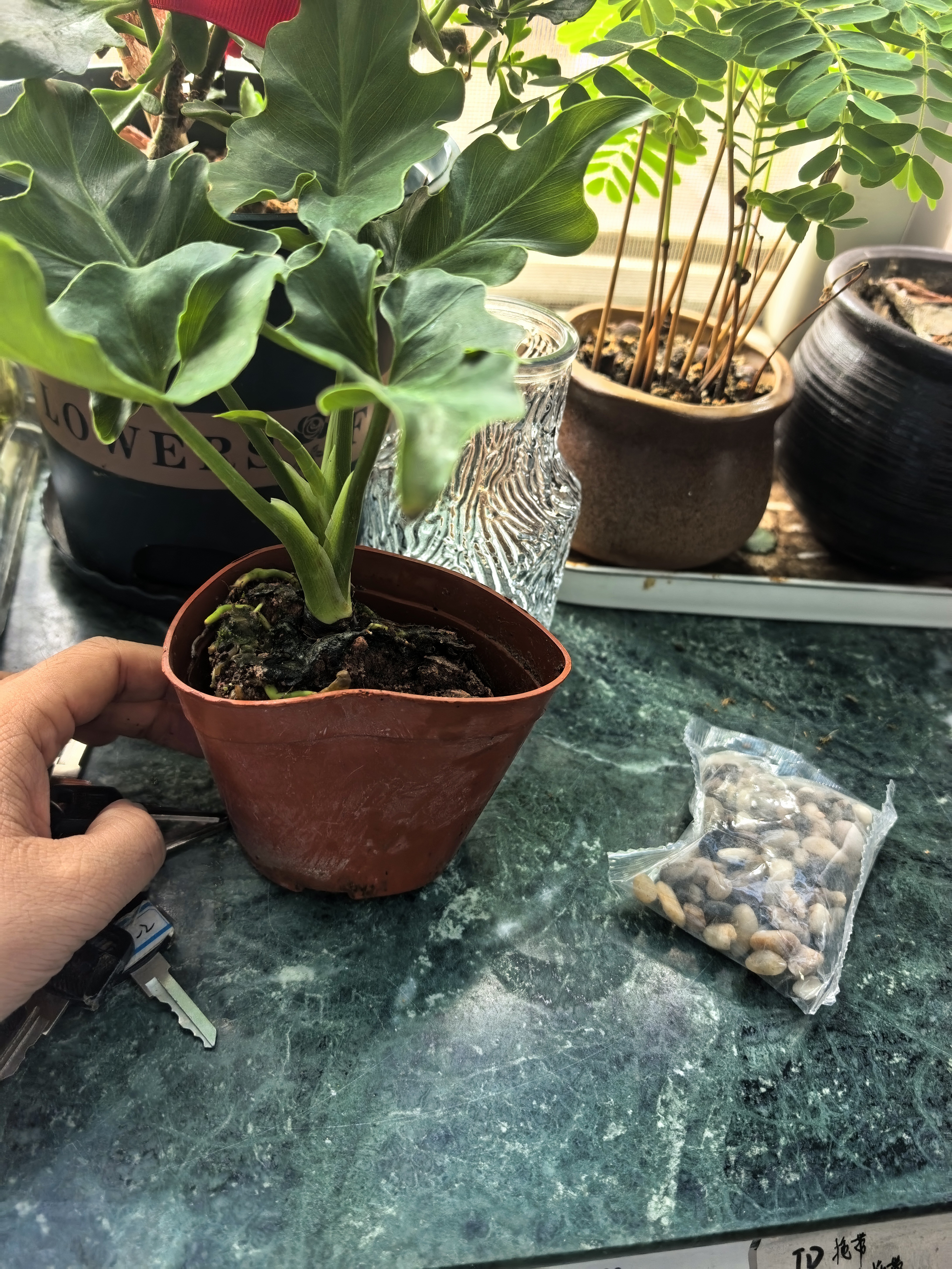 八芽文竹盆栽懒人水培植物客厅室内桌面好养四季好养发财树绿植吸甲醛 春羽-波浪瓶-密胺托盘 含盆 实拍图