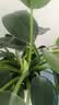 叹为观止18种吊兰任你选金边吊兰各种盆栽花卉客厅垂吊桌面植物净化空气 金钻 含盆 实拍图