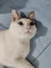 皇家猫粮 幼猫猫粮 幼猫专用 K36 通用粮 4-12月 400g 实拍图