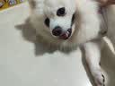 HELLOJOY猫咪专用小枕头宠物狗狗夏天u型枕头睡觉垫子猫毛毯保暖宠物用品 实拍图