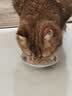 多特思猫罐头招财金饭碗68g猫主食罐头奶糕成幼猫全价湿粮餐盒猫饭 实拍图