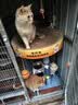 喵梵思白袋子冻干猫粮全价营养鸡肉幼猫成猫全阶段通用主粮营养长肉 4.1金边营养款3kg（1.5kg×2袋） 2个月及以上 实拍图