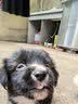 犬瘟检测试纸狗狗犬瘟热细小犬冠状病毒检测纸猫狗狂犬病毒检测卡 犬瘟+细小+冠状组合 1条*3盒 实拍图