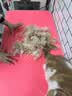 倔强尾巴原味100%纯豆腐猫砂 无尘除臭低敏瞬吸结团 敏感猫奶香4.6斤*6袋 实拍图