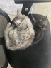 麦富迪猫粮 超肉粒冻干双拼成猫粮美毛护肠三文鱼10kg/20斤【宠物金选】 实拍图