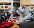 麦富迪猫粮 超肉粒冻干双拼奶糕离乳猫粮呵护免疫 冻干蛋奶2kg 实拍图