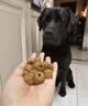 皇家狗粮 拉布拉多成犬狗粮 犬粮 宠物大型犬 LR30 全价犬粮≥15月3KG 实拍图
