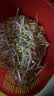 黄豆芽300g 实拍图