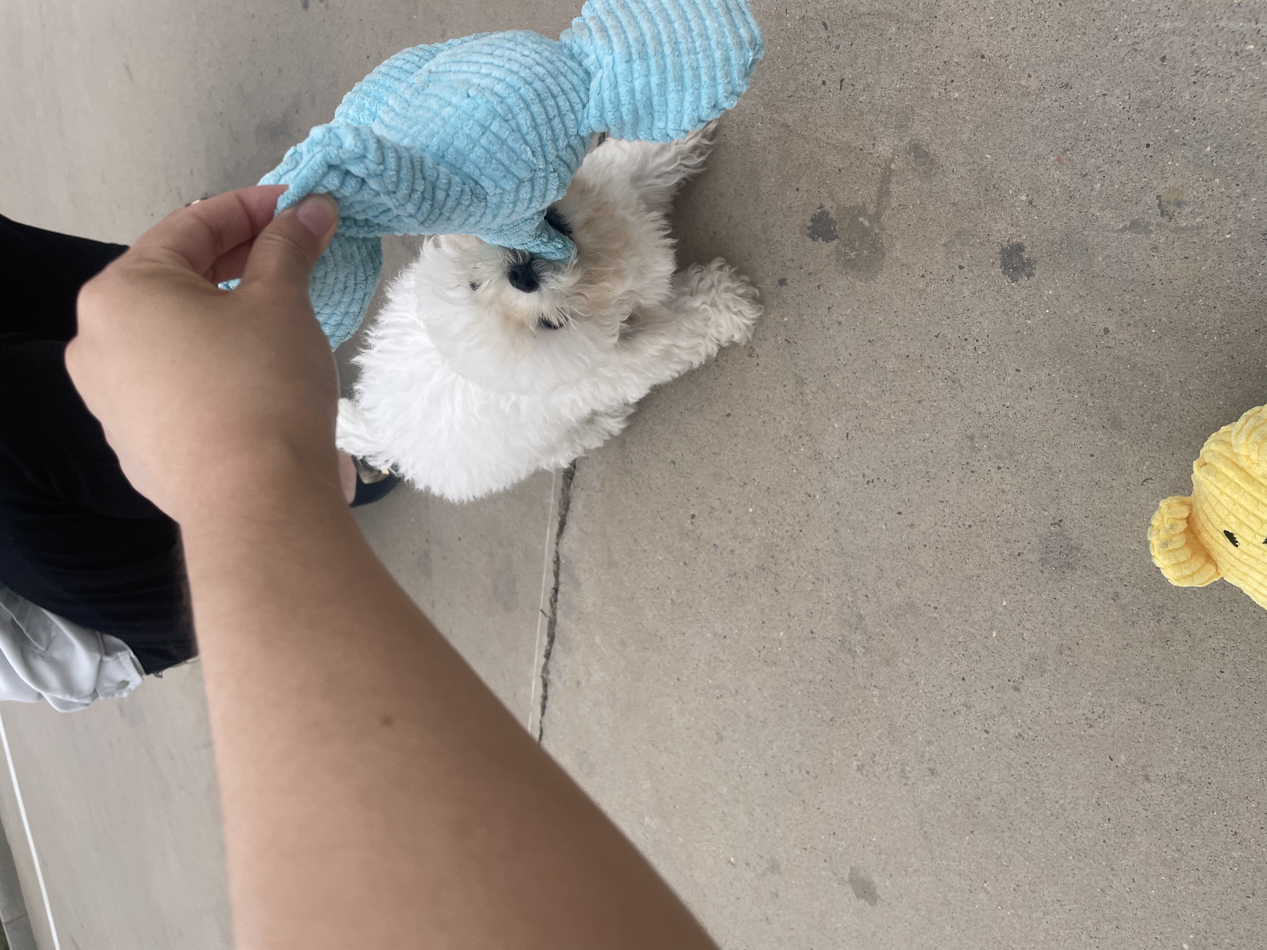HELLOJOY狗狗玩具发声耐咬自嗨解闷神器磨牙消耗体力中小型犬幼犬宠物用品 实拍图