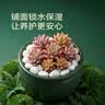 史丹利白石子水培石子天然铺面石白色鹅卵石原石庭院石头造景花盆 5斤 实拍图