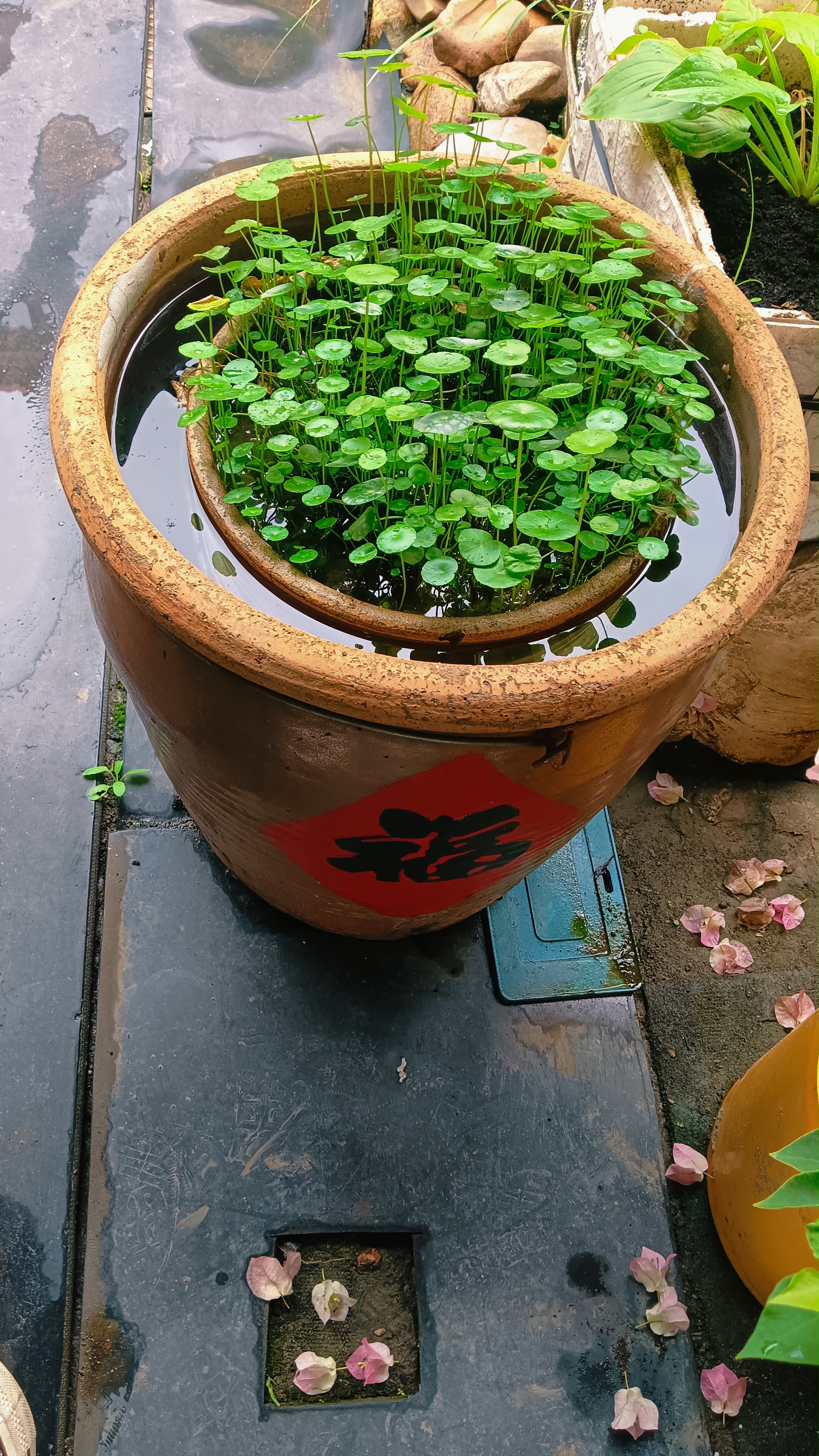 史丹利（STANLEY）枯草芽孢杆菌有机肥生物复合养花肥通用花卉月季蔬菜茉莉花2.5斤 实拍图