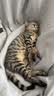 麦富迪猫粮 barf霸弗天然猫粮冻干成猫粮养胃增肌混合7.2kg【宠物金选】 实拍图