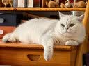 USPET宠物免洗泡沫猫咪狗狗沐浴露干洗慕斯杀菌除臭止痒留香沐浴液 实拍图