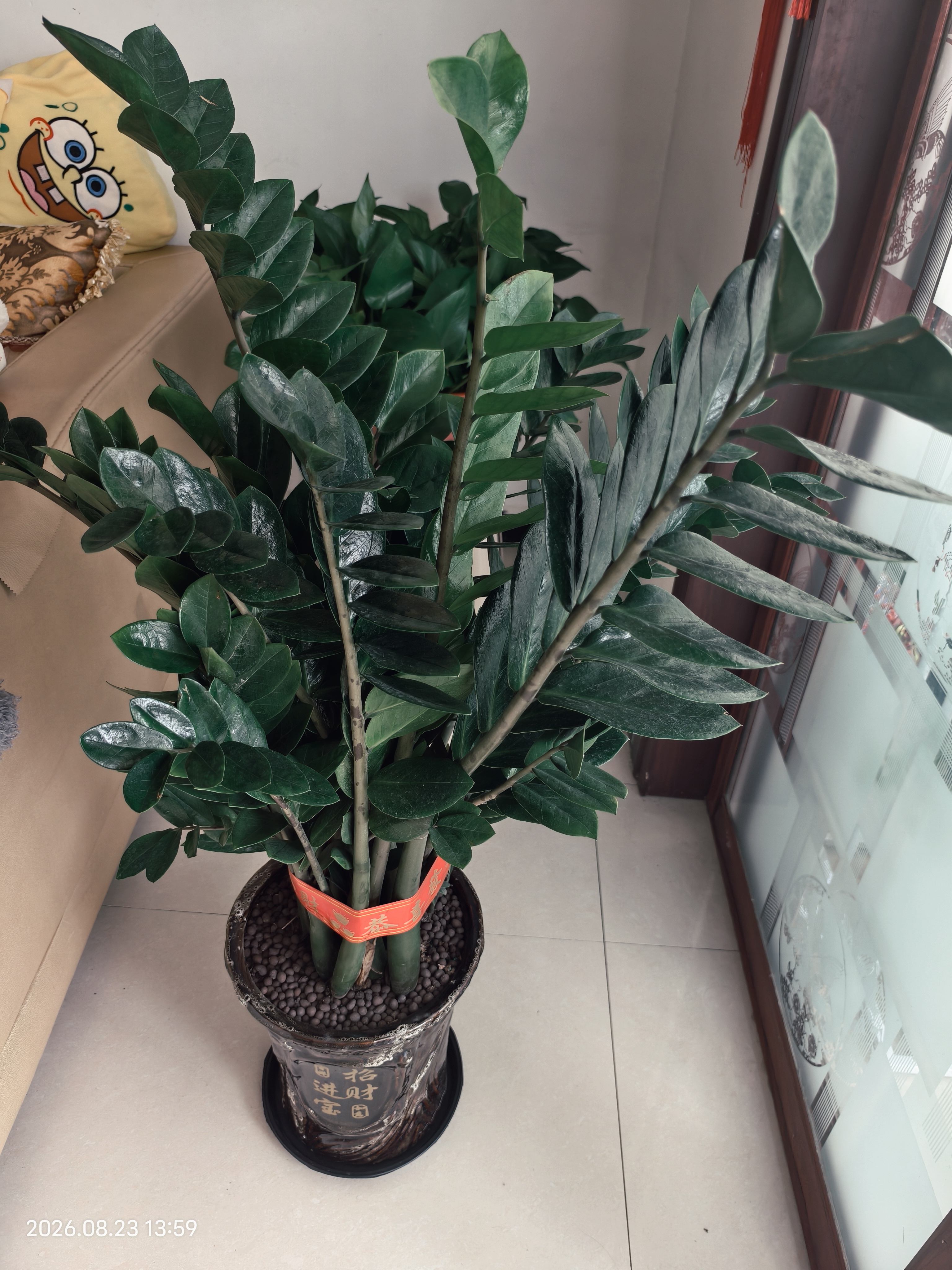 花财主天堂鸟盆栽办公室大型绿植客厅鸭脚木植物家用吸甲醛净化空气好养 金钱树1.1-1.2m【招财进宝陶瓷盆】 实拍图