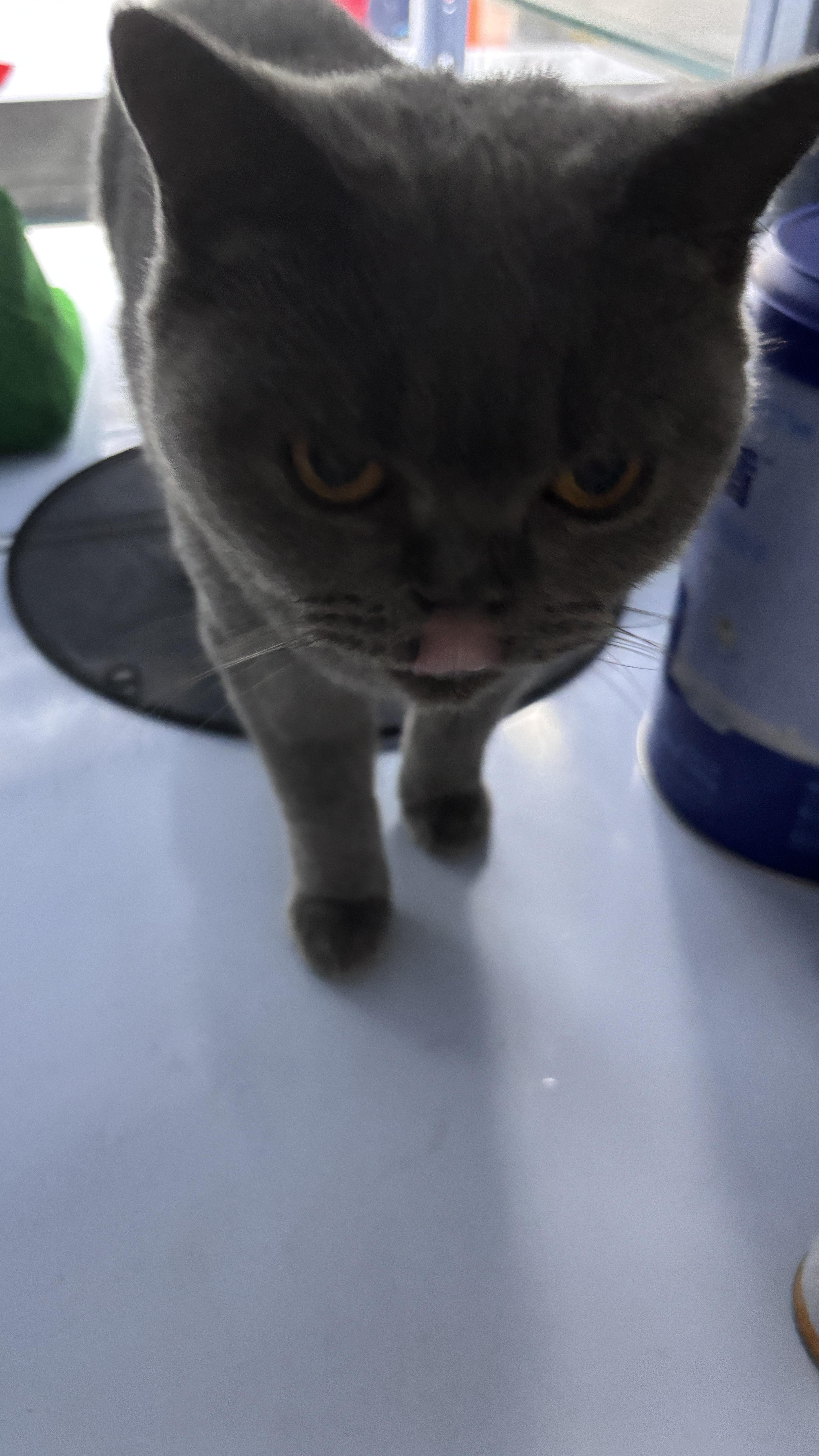 多特思猫罐头猫湿粮主食罐浓汤补水罐猫咪零食下午茶金瓜奶露60g*6罐 实拍图