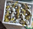竹燕青烤海鸭蛋80g*20枚特大蟹香流油正宗北海红树林咸鸭蛋团购即食熟 实拍图