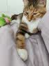 京东京造宠物猫咪沐浴露抑菌除螨氨基酸清洁祛味去污止痒低敏温和500ml  实拍图