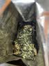 浓香飘雪特级茉莉花茶2026新茶广西横县茉莉银针嫩芽浓香型罐装茶叶礼盒装 特级全嫩芽  罐装500g 实拍图