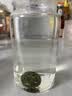 印象堂茶叶茉莉龙珠特浓香型冷泡茉莉花茶罐装川派窨制茶送人中秋 实拍图
