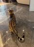 pidan猫砂 豆腐猫砂2.4kg*4包强力吸臭纯猫砂 可冲厕所非膨润土砂 实拍图
