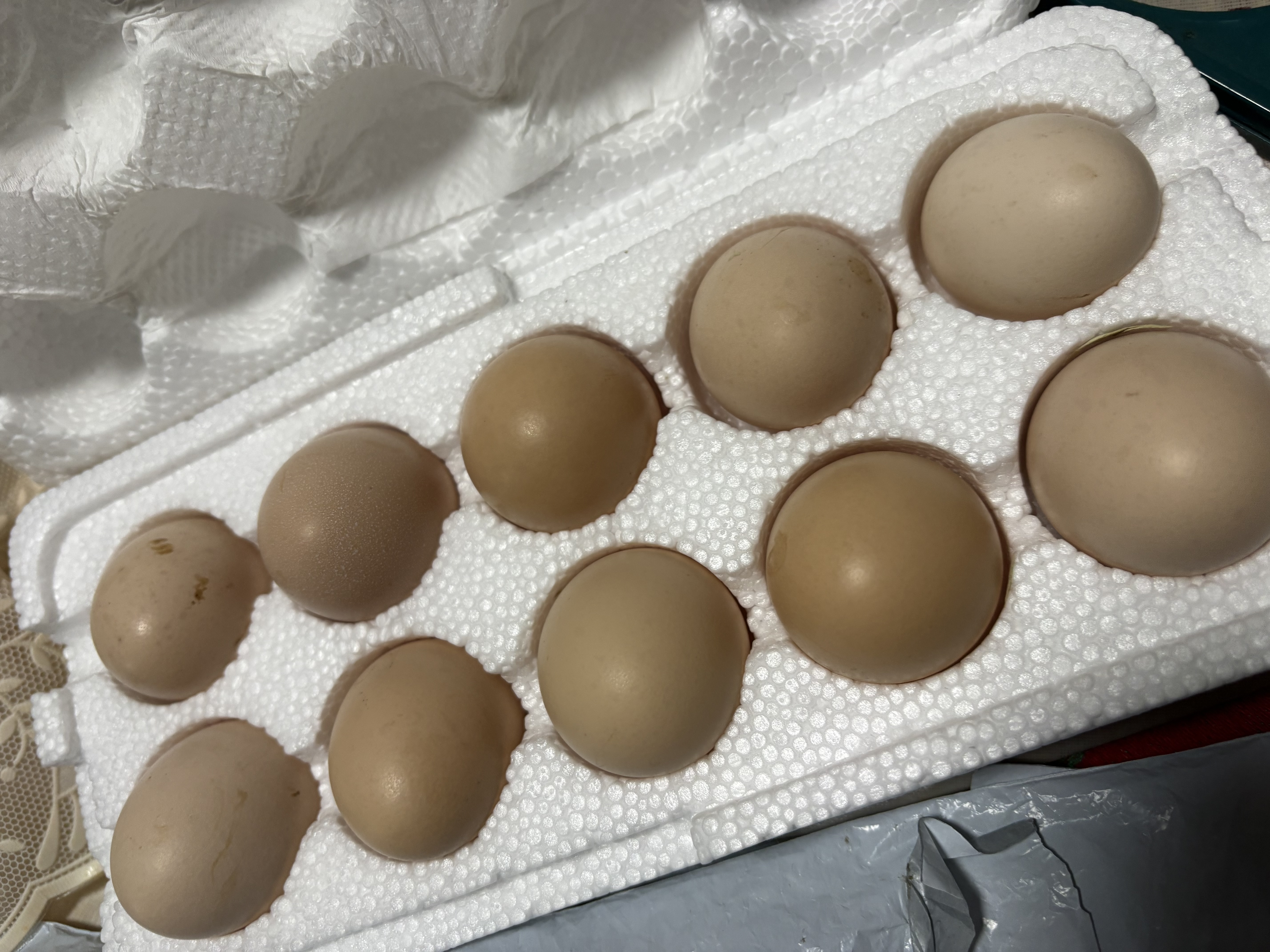 【山东大码蛋50g±5g】正宗草鸡蛋谷物鲜鸡蛋柴鸡蛋五谷杂粮喂养 10枚 实拍图