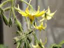 精忠报国植物补光灯大棚蔬菜花卉led室内绿植专用仿太阳全光谱园林生长灯 【仿太阳全光谱补光灯】白-30W 配3米灯头线 实拍图