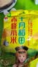十月稻田 赤峰小米 1kg 内蒙古敖汉旗 黄小米杂粮 小米黄小米 中秋送礼 实拍图